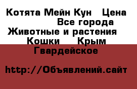 Котята Мейн Кун › Цена ­ 15 000 - Все города Животные и растения » Кошки   . Крым,Гвардейское